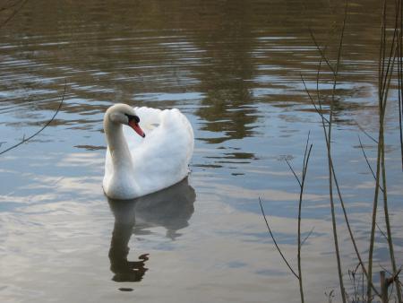 il fait beau alors hop!!!... au lac... que je suis beau dit-il....