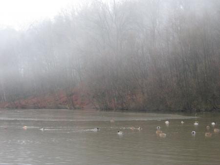 il fait du brouillard, mais nous sommes au lac , car j'avais besoin de d�tente.
