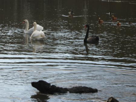 je ne vais peut-�tre pas aller jusqu'a eux, j'ai des souvenirs d'une queue pinc�e..