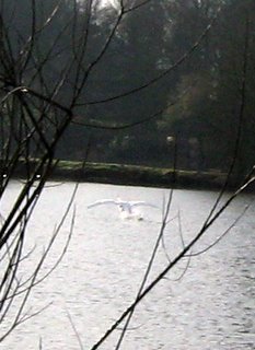 un Cygne, qui att�rit, eh oui! un coup de bol et un logiciel de recadrage. eh! eh! elle est contente Mamiemyope