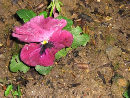 elles ont la peau dure, apr�s le gel que nous avons eu les voil� reparties comme en 14