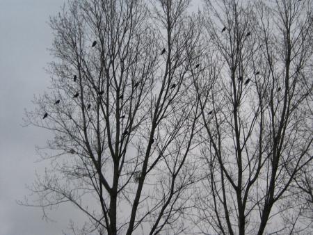 de nouveaux habitants, mais, ils chassent les petits oiseaux de Mamiemyope alors elle est pas contente.