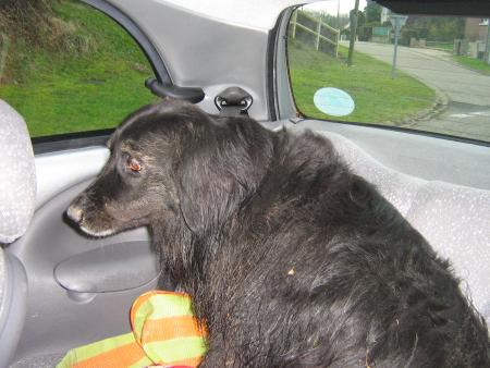 j'ai un peu honte, sortie en for�t , quel r�sultat... regardez la photo d'avant...