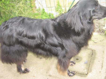 avant!... plein de poils!...