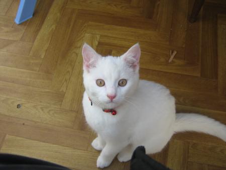 je m'appelle flocon...