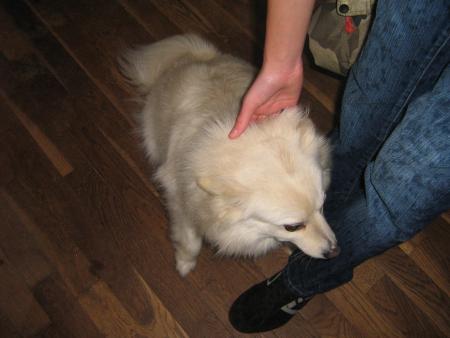 c'est moi le chien de Papy!...je m'appelle Sam!..