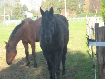 pour Tiphaine l'amoureuse des chevaux..