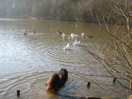 attendez-moi!! ne partez pas, je veux simplement jouer...