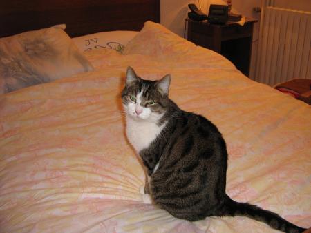 encore Guizmo , sur le lit, pauvre petit lui, malheureu...