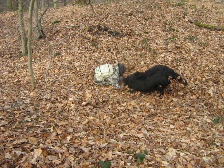 arr�te de rire, Suly, et vient encore jouer nom d'un toutou poilu.