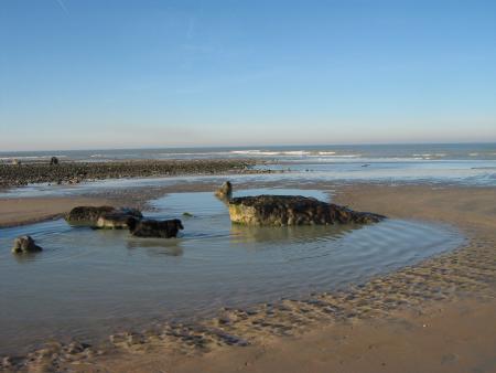 interdit de venir dans ma piscine priv�e, d'eau de mer, nom d'un toutou poilu...