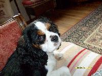 CHOUPETTE, notre amour � Baldwiin et moi.. nous l'aimons beaucoup tous les jours on se fait coucou.