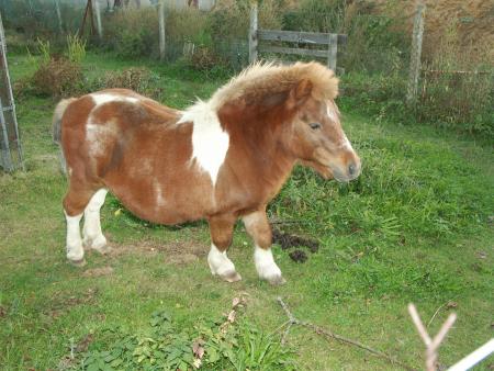 Polly, c'est surtout le copain de Sulyvan, mais quand j'y vais on se dit bonjour � travers la cloture
