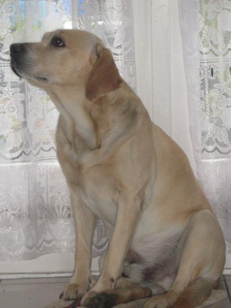 Parker? Le seul Labrador que je connais qui n'aime pas l'eau.. mais qu'il est beau...