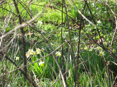 viens Mamie le printemps est l�.... il faisait -1,5 ce matin quand m�me