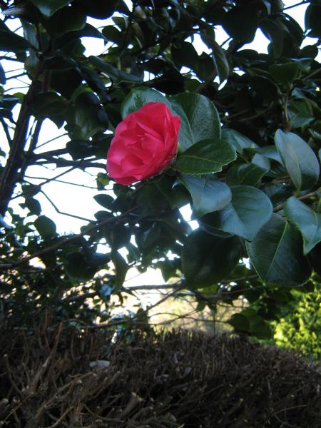 j'esp�re que ces photos de printemps qui arrive vous ont  plues..