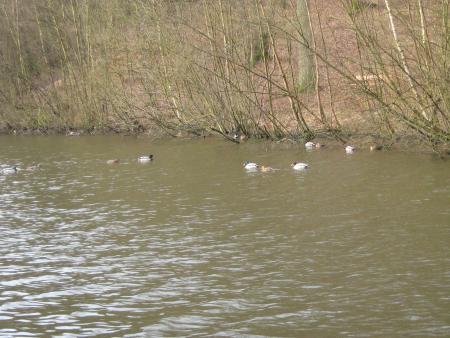 que �a sur le lac,  c'est froid -1 ils sont tous au chaud, sauf les crosmans...