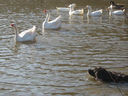 vous voyez,  il ne me faut pas longtemps, allez venez faire joujou...