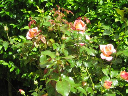 juste un coucou, Alb� est venu nous d�baucher ce matin pour se balader... et on a pas dit non