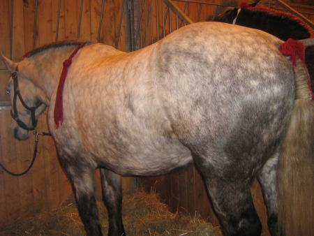 le m�me en pommel�!...