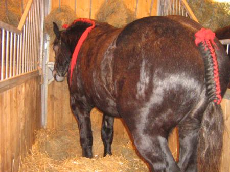 Percheron!...