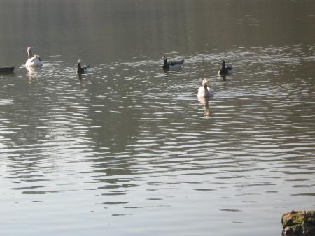 les oies!. encore plus grosses!..