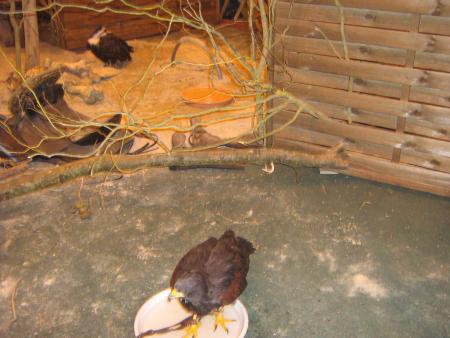 Buse et vautour au fond!...