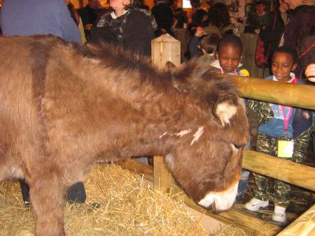 petit �ne de Normandie.