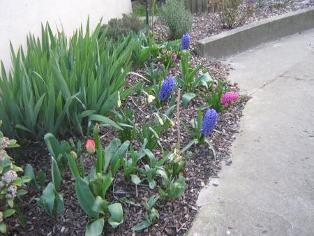 un petit bout du jardin..