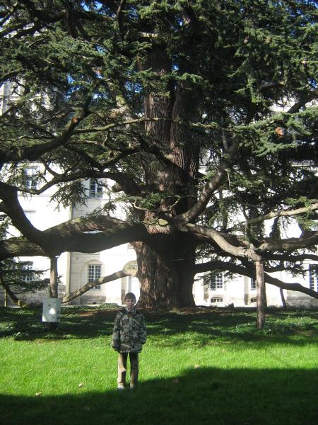 204 ans pour ce c�dre du liban....