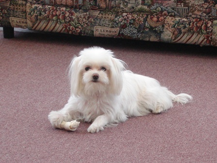 mon ami Rubis, vous avez vu comme il est beau ce petit chien.