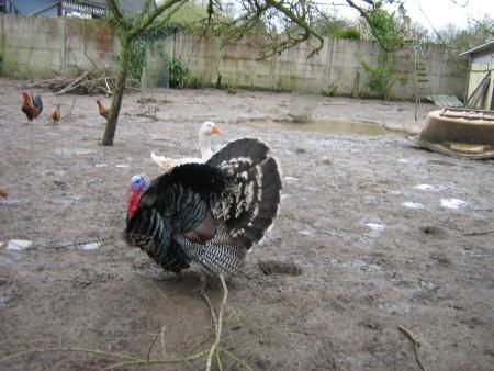 ah! hum! hum!  miam! miam!  vivement No�l. Ugane tu ne penses qu'� �a.