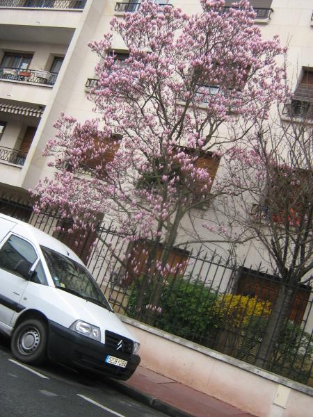 un beau magniolia, pour une pens�e ...Ugane n'est pas contente