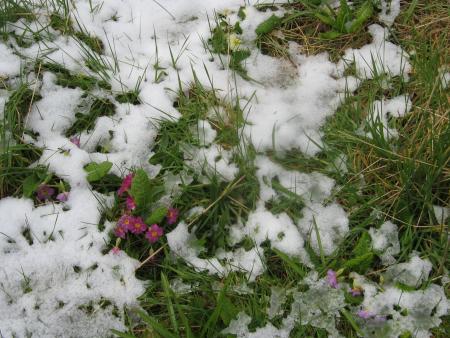 �a y est VIP est revenu, je reviendrais tout � l'heure.... reste de la neige...