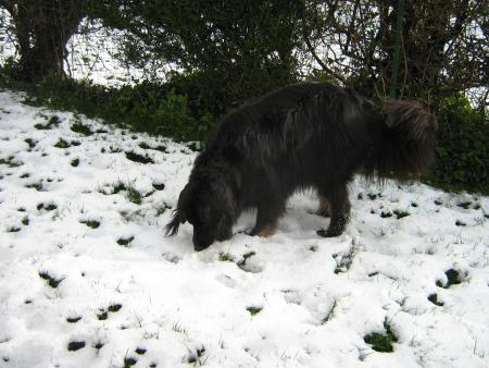 vous voyez ce que je vois!!!! de la neige.  bon ceux qui en ont beaucoup on ne ri pas des copains...