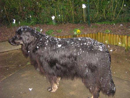 hier les premiers flocons, en 3 articles vous verrez c'est beau, moi j'aime je cours apr�s les flocons.