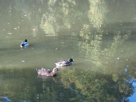 toujours la temp�te, mais entre 2 averses nous sommes all�es faire un tour, nous devenions enrag�es.