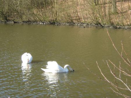 ils ont ouvert les vannes , afin de faire baisser le niveau, 50 � 80cm pour d�gager les bords , les canards et cygnes pourront ainsi faire leurs nids dans les roseaux