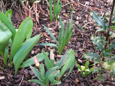 les premi�res tulipes et jacinthes de Mamiemyope: j'voulais me coucher � c�t� pour qu'elle me prenne avec, j'ai rien compris, elle n'a pas voulu