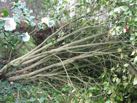 le beau cam�lia de Jeanne, d�racin�.  mais moi au pied j'ai trouv�, que pour faire Verdun c'est �patant.