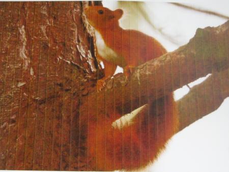 Rouxi, l'�cureuil qui loge dans le sapin noir, chez mon amie Jeanne