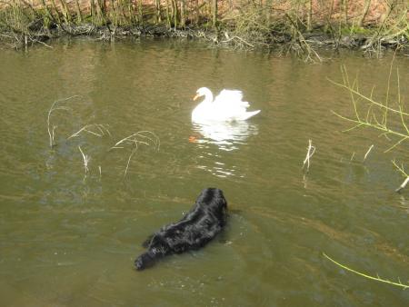 coucou, tu m'as vu , eh! pas b�te j'ai mis ma queue derri�re, tu peux pas me la pincer, hein!!!