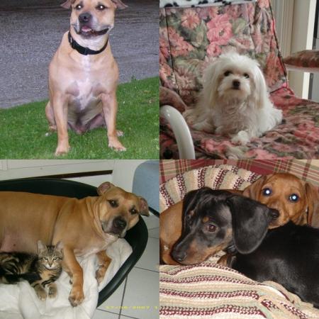 ne sont-ils pas beaux...Wallace, Rubis,Nala et Tim le chat,Maurice(noir),Simone( blonde)..