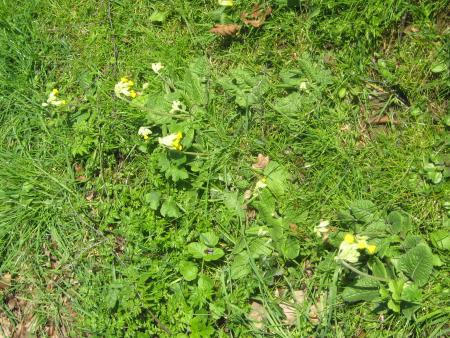 Mamiemyope est contente, elle a ses coucous, pour elle c'est le pritemps.