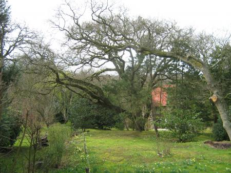 travail du vent et des temp�tes,ils ne sont pas d�racin�s, simplement couch�s.