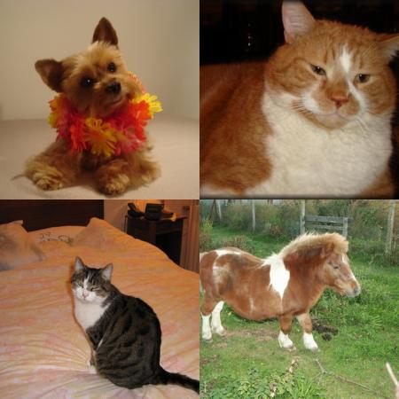 Chanel et son collier � fleurs. bizou, gros p�p�re roux, guizmo, chat de Jeanne, Poly ,le poney