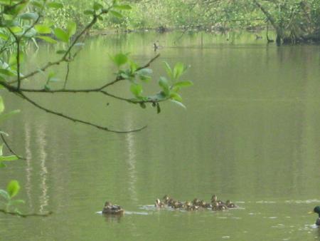 les petits canards avec leur Maman...