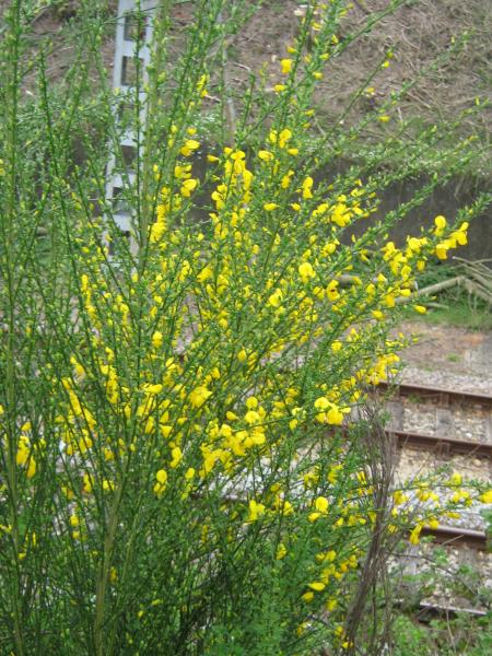 les genets eux aussi sont au rendez-vous!...