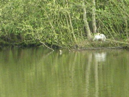 Mamdame cygne couve et Papa cygne est teigneux ....