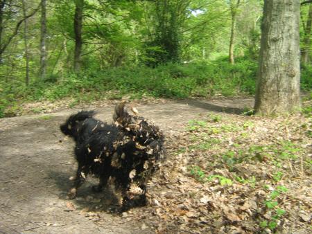 un chien en feuilles...